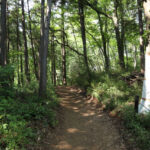 森の中の木に囲まれた山道